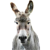 Âne 2