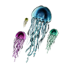 Jellyfish