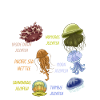 Jellyfish