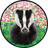 Badger in the springtime
