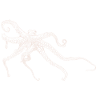 Der Kraken