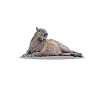 Capybara