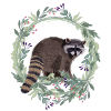 Waschbär