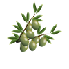 Olive Olivo Olive Verdi Olio d'oliva