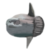 Ocean sunfish