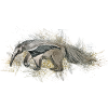 Fourmilier