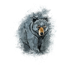 American black bear