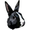 Rabbit black and white