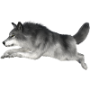 Grey wolf runs