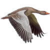 Goose
