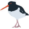 Oystercatcher illustrated