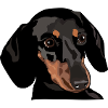 Dachshund Head