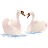 Swans