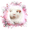 guinea pig, graffiti,painting,pink,pink