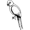 Parrot