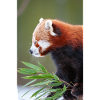 kleiner Panda IG32169