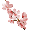 Fleur de cerisier
