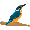 Kingfisher