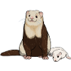 Ferret puppy