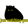 black cat is watching you
