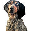 Chien courant suisse