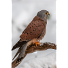 Turmfalke im Schnee IG32258 2