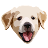 Golden Retriever / Labrador Puppy