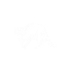 Waschbären Zootier Waschbär
