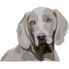 Weimaraner