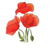Klatschmohn Mohnblumen Aquarell handgemalt