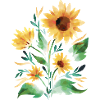 Sonnenblumen handgemalt