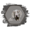 Weimaraner