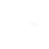 Katze Katzen