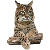 Lynx