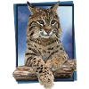 Lynx