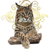 Luchs