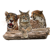 Lynx, Jaguar et Guépard