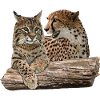 Luchs und Gepard
