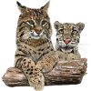 Lynx and Cloudy Leopard