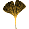 Ginkgo