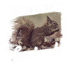 Écureuil