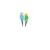 Budgerigar Heartbeat
