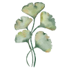 Gingko biloba