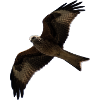 Milan in flight