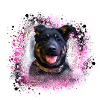 hund,schäferhund,welpe,rottweiler