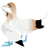 Imbécile