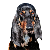 chien Bruno du Jura