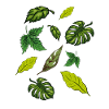Plantes d’intérieur Plantes Feuilles