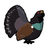 Capercaillie motif forest animals