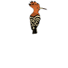 Hoopoe Eurasian hoopoe bird